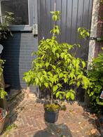 Cornus Kousa Karnoelje, Tuin en Terras, Planten | Bomen, Ophalen, Volle zon, Overige soorten, Minder dan 100 cm