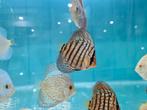 Blue Maze Turqouise Discus, Symphysodon Discus, Vis, Zoetwatervis