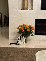 Witte poes met zwarte vlekken. 4 jaar oud., Dieren en Toebehoren, Katten en Kittens | Overige Katten