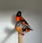 Kapoetsensijzen, Dieren en Toebehoren, Meerdere dieren, Tropenvogel