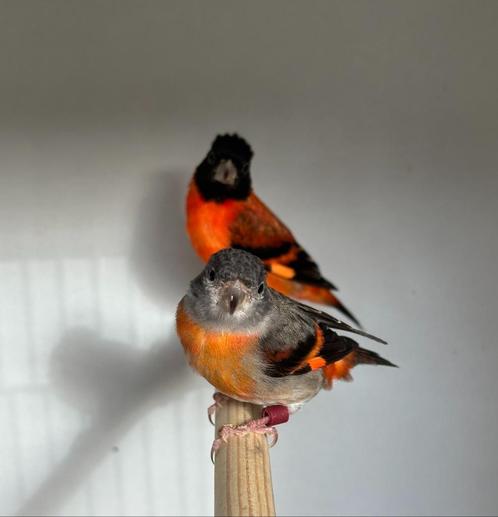 Kapoetsensijzen, Dieren en Toebehoren, Vogels | Overige Vogels, Tropenvogel, Meerdere dieren