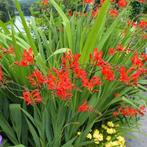 Diverse zaden en jonge planten, Overige soorten, Volle zon, Vaste plant, Ophalen of Verzenden