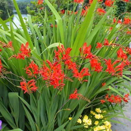 Diverse zaden en jonge planten, Tuin en Terras, Planten | Tuinplanten, Vaste plant, Overige soorten, Volle zon, Zomer, Ophalen of Verzenden
