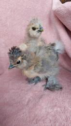 Zijdehoen USA Frizzle, Dieren en Toebehoren, Pluimvee, Geslacht onbekend, Kip