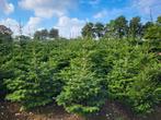 Kerstbomen  Nordmann, Tuin en Terras, Ophalen, Volle zon, Overige soorten