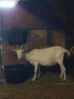 Melkgeit x Shane (ruilen ook mogelijk), Dieren en Toebehoren, Schapen, Geiten en Varkens, Vrouwelijk, Geit