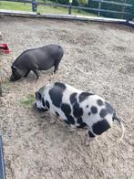 Twee varkens zoeken goed tehuis