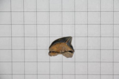 Haaientanden Boven-Krijt, Verzamelen, Mineralen en Fossielen, Fossiel, Ophalen of Verzenden