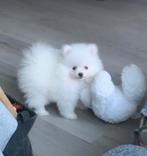 Pomeriaan pup/puppy Reu Witte (zeldzame) kleur NL Pasport, Dieren en Toebehoren, Keeshond, Reu, CDV (hondenziekte), 8 tot 15 weken