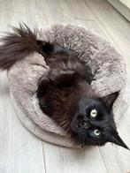 3 jarige maine coon poes, Poes, Gechipt, 3 tot 5 jaar