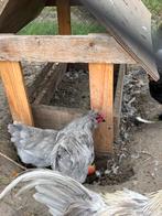 Araucana haan te koop, Dieren en Toebehoren, Pluimvee, Mannelijk, Kip