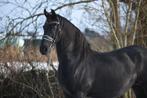 Friese sport ster merrie. Jisse x Rik., Dieren en Toebehoren, Merrie, Met stamboom, Z, Dressuurpaard