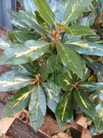 Bonte rhododendron, Ophalen of Verzenden, Rhododendron, Minder dan 100 cm