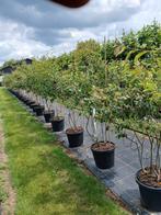 Krentenboom amelanchier lamarckii meerstammigen, Ophalen, Overige soorten, 100 tot 250 cm