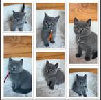 Britse korthaar kittens, Dieren en Toebehoren, Katten en Kittens | Raskatten | Korthaar, Meerdere dieren, Gechipt, 0 tot 2 jaar