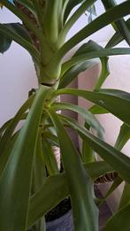 YUCCA🪴  elephantipes kamer plant in pot, Ophalen, 200 cm of meer, Halfschaduw, In pot
