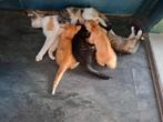 ., Dieren en Toebehoren