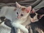 Kittens geboren 18-07, Dieren en Toebehoren