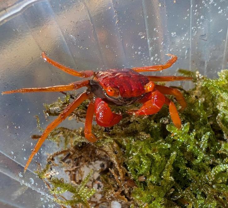 Geosesarma/Lepidothelphusa/Metasesarma/Vampierkrab, Dieren en Toebehoren, Vissen | Aquariumvissen