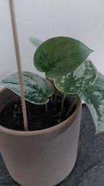 Scindapsus silver aan, Ophalen of Verzenden, Overige soorten, Minder dan 100 cm