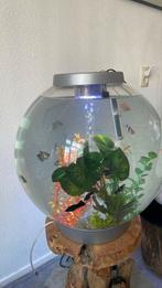 Aangeboden Biorb 60 liter, Dieren en Toebehoren, Ophalen of Verzenden, Zo goed als nieuw