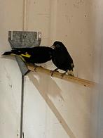 Zwarte sijsen, Dieren en Toebehoren, Meerdere dieren, Tropenvogel, Geringd