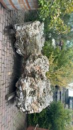 Prachtige eyecatcher boomstam, Ophalen, Volle zon, Overige soorten