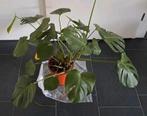 Monstera, Ophalen, Halfschaduw, Minder dan 100 cm