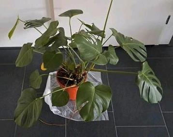 Monstera
 beschikbaar voor biedingen