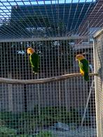 Koppel. Geeldij.  Caiqeu’s, Dieren en Toebehoren, Vogels | Parkieten en Papegaaien, Meerdere dieren, Parkiet