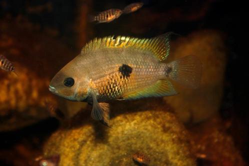 Midden Amerikaanse Cichliden: Amatitlania myrnae, Dieren en Toebehoren, Vissen | Aquariumvissen, Vis