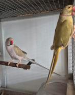 2x mannelijke halsband parkiet (tam), Meerdere dieren, Parkiet, Tam