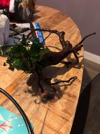 Driftwood met anubias, Ophalen, Zo goed als nieuw, Plant(en), Steen of Hout