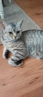 kat ter adoptie, Dieren en Toebehoren, Katten en Kittens | Raskatten | Korthaar, Poes