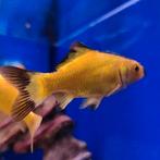 Carrasius auratus, Dieren en Toebehoren, Vissen | Aquariumvissen, Vis