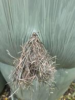 Midibalen, Dieren en Toebehoren, Dierenvoeding, Ophalen, Vee