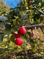 Malus red sentinel(sierappel), Ophalen of Verzenden, Appelboom, Winter