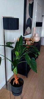 Stel staande lampen van roestvrij staal, Ophalen, Zo goed als nieuw, Metaal, Strak