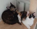 2 gekleurde poesjes / kittens te koop, Dieren en Toebehoren, Meerdere dieren, Kortharig, 0 tot 2 jaar