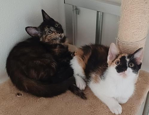 2 gekleurde poesjes / kittens te koop, Dieren en Toebehoren, Katten en Kittens | Overige Katten, Kortharig, Meerdere dieren, 0 tot 2 jaar