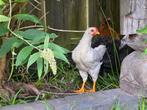 🐣🐥🐤 Kuikens Kip Haan, Dieren en Toebehoren, Meerdere dieren, Kip