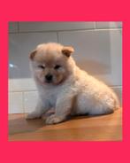Chow chow, Dieren en Toebehoren, 8 tot 15 weken, Poolhond, Meerdere, Meerdere dieren