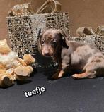 Kaninchen dwerg teckel pups, Dieren en Toebehoren, Honden | Teckels en Dashonden, Kaninchen, CDV (hondenziekte), 8 tot 15 weken