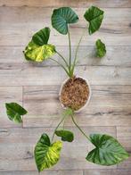 Alocasia Gageana Aurea Variegated, Ophalen of Verzenden, Halfschaduw, Minder dan 100 cm