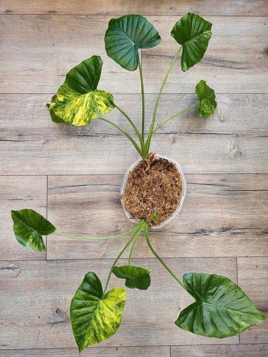 Alocasia Gageana Aurea Variegated, Huis en Inrichting, Kamerplanten, Minder dan 100 cm, Halfschaduw, Ophalen of Verzenden