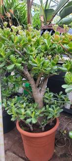 Crassulas Geldboom, Ophalen, Zomer, Overige soorten, Volle zon