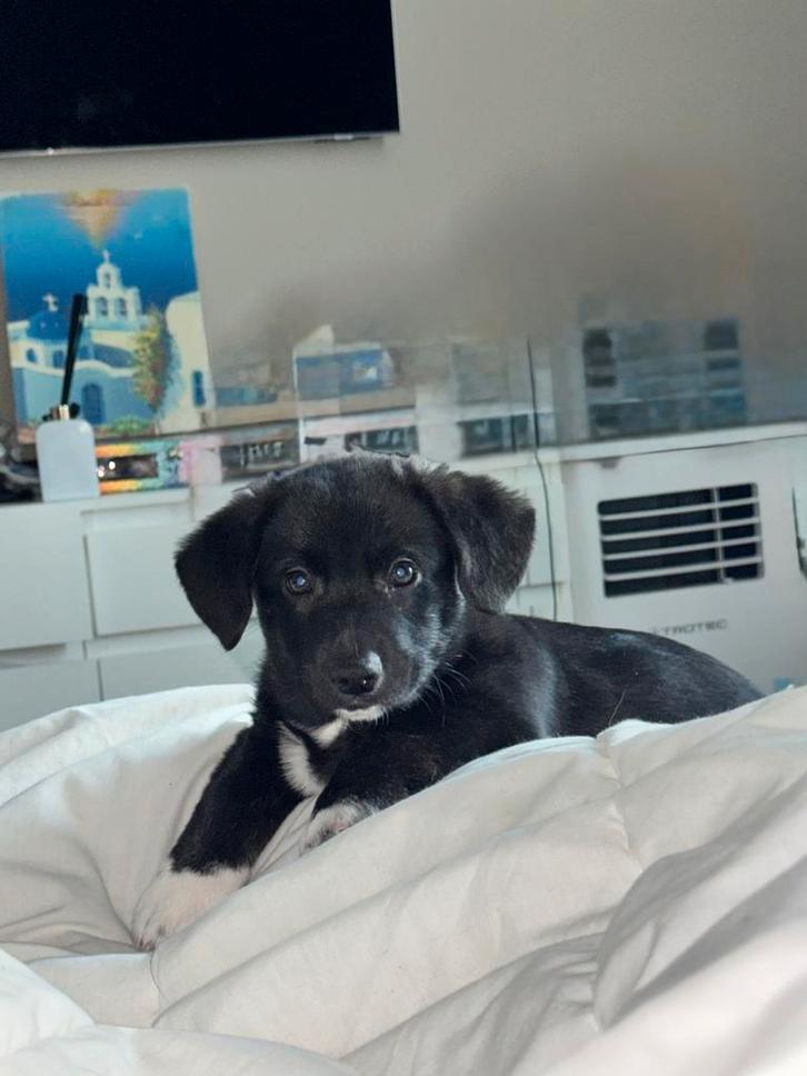 Cardigan Welsh Corgi Puppy, Dieren en Toebehoren, Honden | Dekreuen, Reu, Particulier, Eén hond, Nederland, 8 tot 15 weken