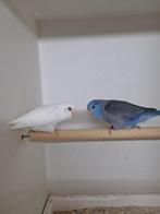 forpussen, Dieren en Toebehoren, Vogels | Parkieten en Papegaaien, Meerdere dieren, Parkiet, Geringd