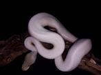 0.1 mojave hypo pied 50% het ultramel, Slang, Tam, 0 tot 2 jaar