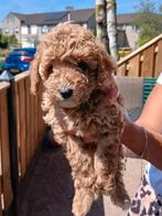 Toypoedel pup, Dieren en Toebehoren, Poedel, Rabiës (hondsdolheid), 8 tot 15 weken, Teef